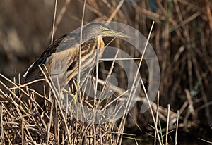 Closeup of a Little Bittern perched on bush at Asker marsh, Bahrain photo