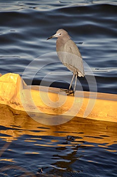Closeup of Little blue heron (Egretta caerulea) perched near yellow structure along lakeshore in late afternoon