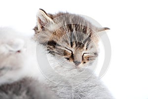 Closeup of little brown adorable newborn kitten sleeping on top of another grey fluffy kittycat while posing in white