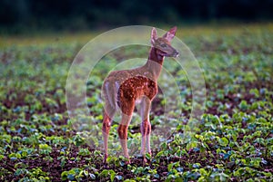 Closeup of a little fallow deer standing in the field