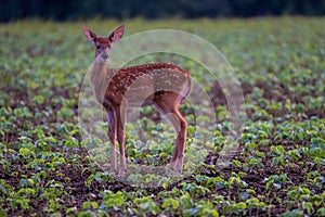 Closeup of a little fallow deer standing in the field