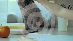 Closeup of little girl drawing a picture and stroking her pet cat