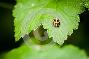 Closeup of little ladybird