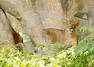 Closeup little Lion Cubs