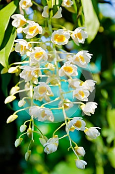 Little orchid blossom in nature