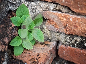 Closeup of little plant growing out from old brick wall