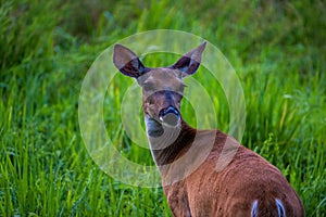 Closeup of a little red deer standing in the field
