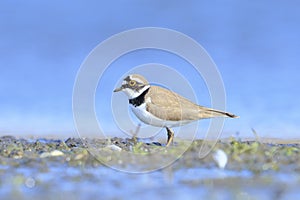 Closeup of a Little ringed plover, Charadrius dubius, foraging photo