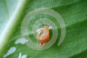 Closeup a little snail relaxing on a green leaf