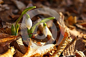 Closeup of little snowdrops in spring season