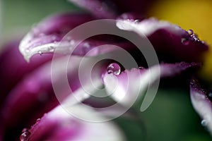 A closeup of a little water drop on a flower