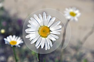 Closeup of a little white daisy, perfectly round flower.