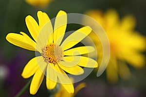 Closeup of a little yellow flower and blur dark green background