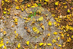 Closeup little yellow flower falling on cement floor for background