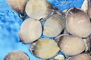 Closeup on live abalone against aquarium glass in restaurant for diners to choose