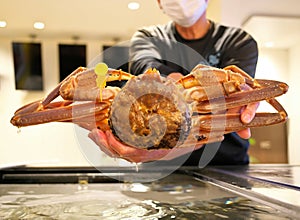 Closeup of live Echizen crab or snow crab or tanner crab.