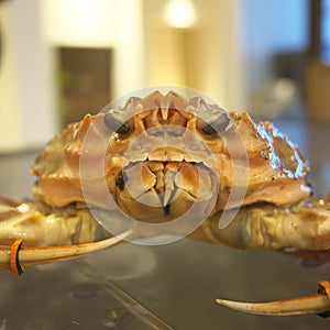 Closeup of live Echizen crab or snow crab or tanner crab.