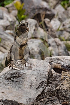 Closeup on lizard.