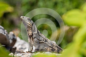 Closeup on lizard