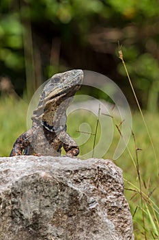 Closeup on lizard