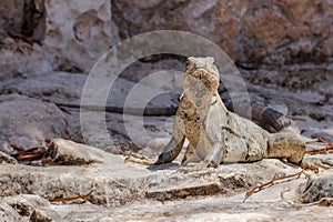 Closeup on lizard