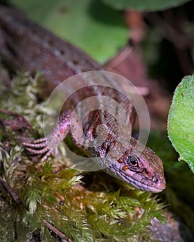 Closeup of a lizard atop a moss-covered rock wall, surrounded by lush greenery and small stones