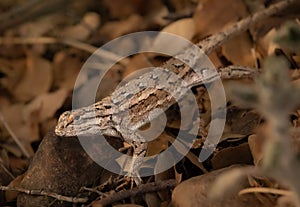 Closeup of a lizard in dry dead leaves in Prescott Valley photo