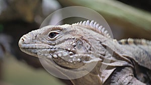 Closeup lizard head: reptile, wildlife, macro photography, scaled iguania