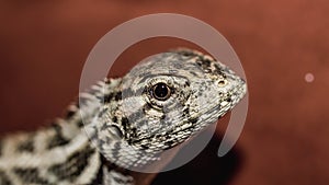 Closeup of lizard with red blurred background photo