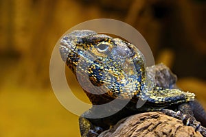 Closeup of a lizard on a rock on a blurred background