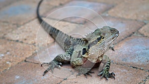 Closeup of a lizard on a sidewalk in Australia
