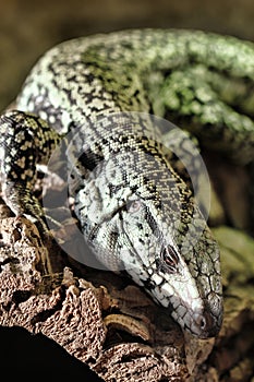 Closeup of a lizard standing on a rocky surface