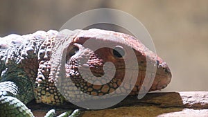 Closeup of a lizard, a terrestrial animal, resting on a rock.