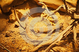 Closeup of lizards on the ground in Omaha's Henry Doorly Zoo and Aquarium in Omaha Nebraska