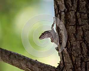 Closeup of a lizzard on a tree