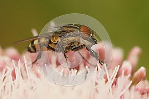 Closeup on the locust blowfly, Stomorhina lunata on a pink flower of Eupatorium cannabinum,