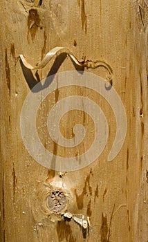 Closeup of a Log with Shavings