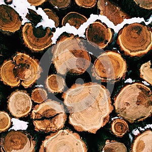 Closeup of logs of trees in nature. a lot of cutted logs.