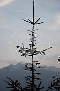 Closeup of a lone fir tree with mountain landscape on the background