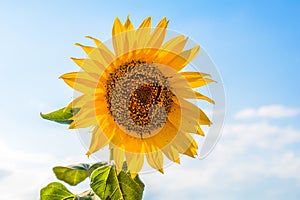 Closeup of a lonely bright yellow sunflower against a blue sky