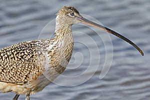 Closeup of a Long-billed Curlew - Monterey Peninsula, Californi