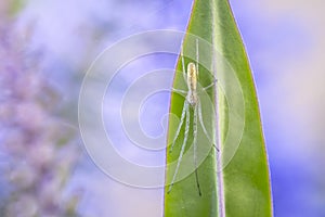 Closeup of a Long-jawed orb-weavers spider genus Tetragnatha, or stretch spider