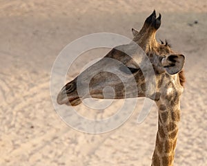 Closeup of the long neck of an Angolan giraffe on sandy desert