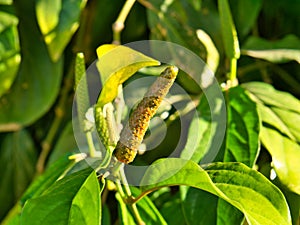 A closeup of long pepper growing in Kampot in Cambodia