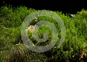 Closeup of long stemmed moss in wet autumn forest