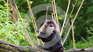 Closeup of a long tailed macaque stripping a bamboo branch in a tree, Endangered primate specie from the mountains of India