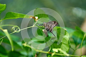 Closeup of a long-tailed skipper on a leaf, Urbanus proteus butterfly