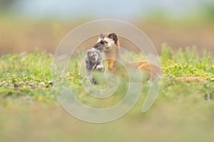 Closeup of a long-tailed weasel with rodent prey. Neogale frenata.