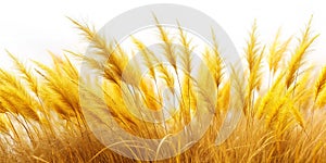 Closeup of LongExposed Isolated Dried Yellow Grass Tufts Against a Pristine White Background for Botanical Nature or photo