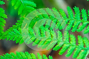Closeup look of fern in forest